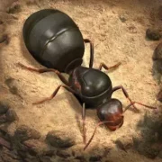 تحميل لعبة The Ants: Underground Kingdom مهكرة 2027 أخر إصدار APK مجاناً